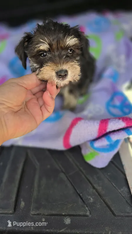 Vinny – Miniature Schnauzer puppy for sale in Bryant, AL
