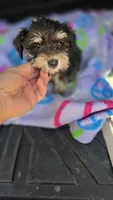 Vinny, a male Miniature Schnauzer for sale in Bryant, AL – 1 of 4