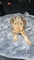 Landen, a male Yorkipoo for sale in Bryant, AL – 5 of 5