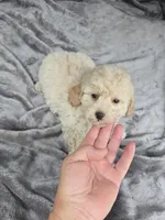 Trampas , a male Poodle - Toy  for sale in Bryant, AL – 3 of 4