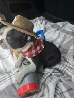 Teddy, a male Boston Terrier for sale in Bryant, AL – 4 of 10