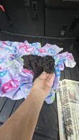 Tiny man, a male Poodle - Toy  for sale in Bryant, AL – 3 of 7