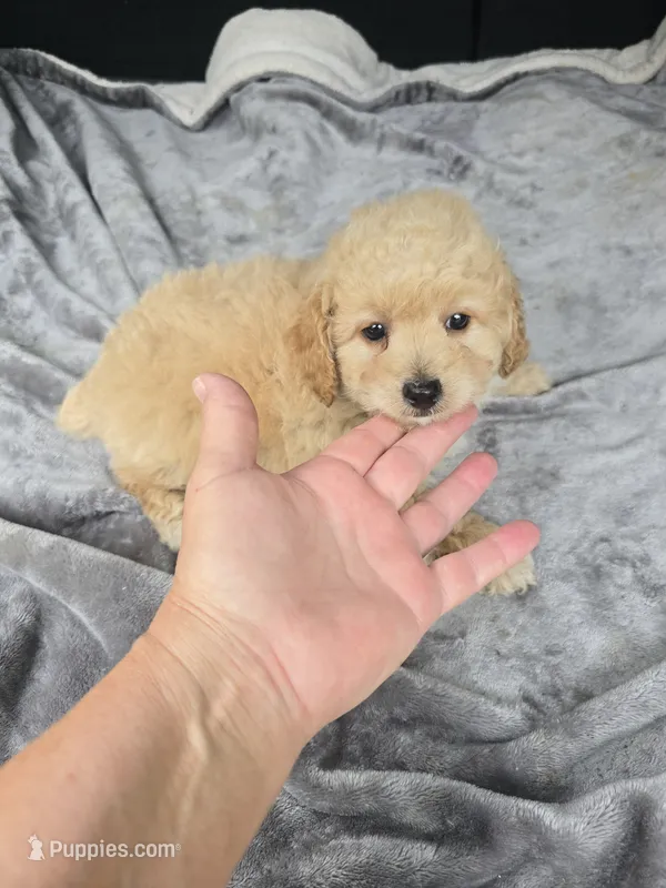 Bambi  – Poodle - Toy  puppy for sale in Bryant, AL