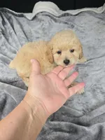Bambi , a male Poodle - Toy  for sale in Bryant, AL – 1 of 3