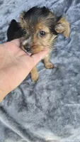 Tiny Susie , a female Yorkshire Terrier for sale in Bryant, AL – 6 of 9