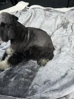 Woody , a male Miniature Schnauzer for sale in Bryant, AL – 2 of 5