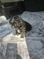 Travis, a male Poodle - Toy  for sale in Bryant, AL – Photo 4 of 5