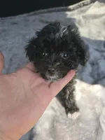 Travis, a male Poodle - Toy  for sale in Bryant, AL – Photo 2 of 5