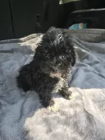 Travis, a male Poodle - Toy  for sale in Bryant, AL – Photo 5 of 5