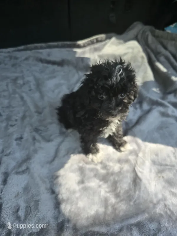 Travis – Poodle - Toy  puppy for sale in Bryant, AL