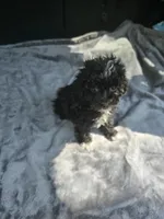 Travis, a male Poodle - Toy  for sale in Bryant, AL – Photo 1 of 5