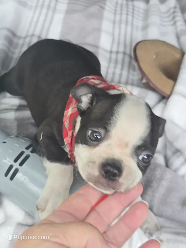 Teddy – Boston Terrier puppy for sale in Bryant, AL
