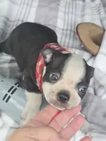 Teddy, a male Boston Terrier for sale in Bryant, AL – 1 of 10