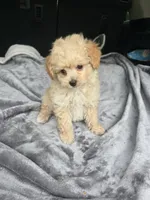 Cub bear, a male Poodle - Toy  for sale in Bryant, AL – 4 of 5