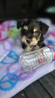 Jack, a male Miniature Schnauzer for sale in Bryant, AL – 5 of 5