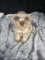 Ben, a male Miniature Schnauzer for sale in Bryant, AL – 3 of 6