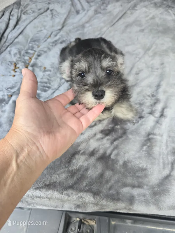 Susanna  – Miniature Schnauzer puppy for sale in Bryant, AL