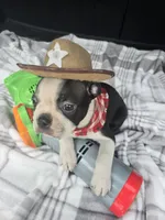 Teddy, a male Boston Terrier for sale in Bryant, AL – 10 of 10