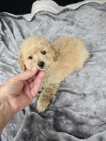 Bambi , a male Poodle - Toy  for sale in Bryant, AL – 2 of 3