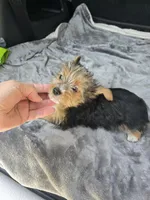 Scarlett , a female Yorkshire Terrier for sale in Bryant, AL – 5 of 6