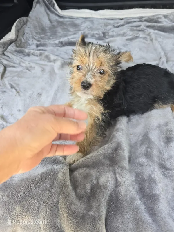 Scarlett  – Yorkshire Terrier puppy for sale in Bryant, AL