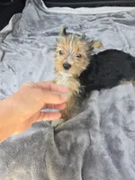 Scarlett , a female Yorkshire Terrier for sale in Bryant, AL – 1 of 6