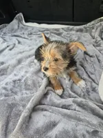 Scarlett , a female Yorkshire Terrier for sale in Bryant, AL – 4 of 6