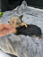 Scarlett , a female Yorkshire Terrier for sale in Bryant, AL – 6 of 6