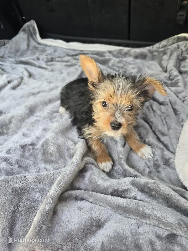 Scarlett  – Yorkshire Terrier puppy for sale in Bryant, AL