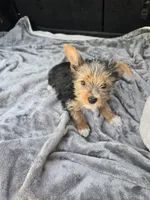 Scarlett , a female Yorkshire Terrier for sale in Bryant, AL – 2 of 6