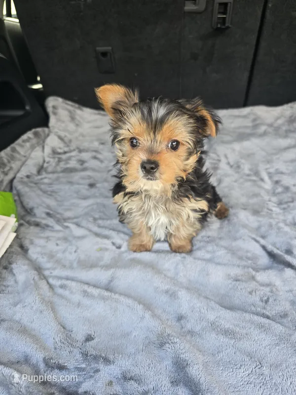 Bre, a female Yorkshire Terrier for sale in Bryant, AL – Photo 1 of 1