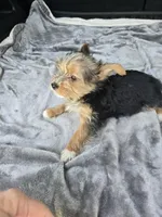 Scarlett , a female Yorkshire Terrier for sale in Bryant, AL – 3 of 6