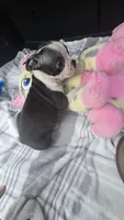 Luna, a female Boston Terrier for sale in Bryant, AL – 3 of 9