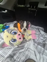 Daisy, a female Boston Terrier for sale in Bryant, AL – 6 of 8