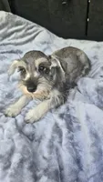 Bailey , a female Miniature Schnauzer for sale in Bryant, AL – 1 of 8