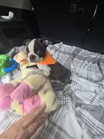 Daisy, a female Boston Terrier for sale in Bryant, AL – 4 of 8