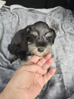 Woody , a male Miniature Schnauzer for sale in Bryant, AL – 3 of 5