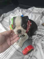 Teddy, a male Boston Terrier for sale in Bryant, AL – 5 of 10