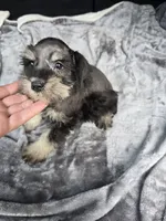 Basty, a female Miniature Schnauzer for sale in Bryant, AL – 2 of 7