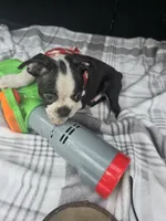 Milo, a male Boston Terrier for sale in Bryant, AL – 5 of 5