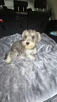 Basty, a female Miniature Schnauzer for sale in Bryant, AL – 4 of 7