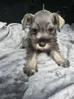 Susanna , a female Miniature Schnauzer for sale in Bryant, AL – 1 of 5