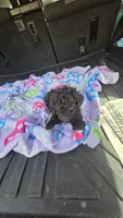 Tiny man, a male Poodle - Toy  for sale in Bryant, AL – 6 of 7