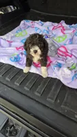 Micky, a male Poodle - Toy  for sale in Bryant, AL – 6 of 7