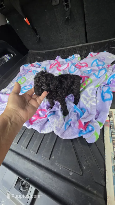 Tiny man – Poodle - Toy  puppy for sale in Bryant, AL