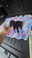 Tiny man, a male Poodle - Toy  for sale in Bryant, AL – 1 of 7