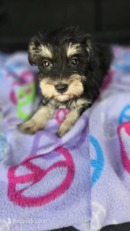 Amy – Miniature Schnauzer puppy for sale in Bryant, AL
