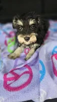Amy, a female Miniature Schnauzer for sale in Bryant, AL – 1 of 6