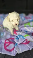 Arlo , a male Poodle - Toy  for sale in Bryant, AL – 5 of 5