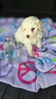 Arlo , a male Poodle - Toy  for sale in Bryant, AL – 2 of 5